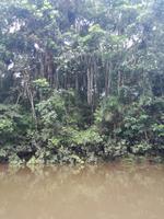 Fahrt auf den Fluss Cuyabeno 