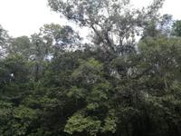 Fahrt auf den Fluss Cuyabeno 