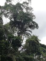 Fahrt auf den Fluss Cuyabeno 