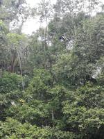 Fahrt auf den Fluss Cuyabeno 