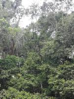 Fahrt auf den Fluss Cuyabeno 