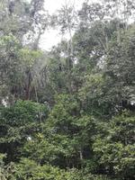 Fahrt auf den Fluss Cuyabeno 