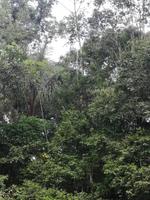 Fahrt auf den Fluss Cuyabeno 