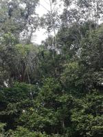 Fahrt auf den Fluss Cuyabeno 