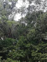 Fahrt auf den Fluss Cuyabeno 