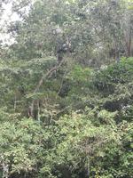 Fahrt auf den Fluss Cuyabeno 