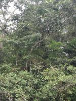 Fahrt auf den Fluss Cuyabeno 