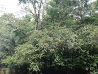 Fahrt auf den Fluss Cuyabeno 