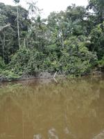 Fahrt auf den Fluss Cuyabeno 