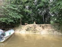 Fahrt auf den Fluss Cuyabeno 