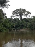 Fahrt auf den Fluss Cuyabeno 