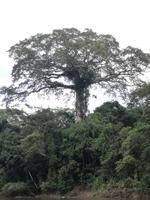 Fahrt auf den Fluss Cuyabeno 