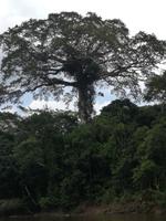 Fahrt auf den Fluss Cuyabeno 