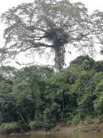 Fahrt auf den Fluss Cuyabeno 