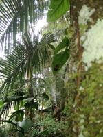 Fahrt auf den Fluss Cuyabeno 