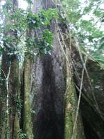 Fahrt auf den Fluss Cuyabeno 