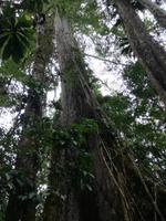 Fahrt auf den Fluss Cuyabeno 