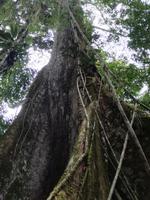 Fahrt auf den Fluss Cuyabeno 