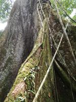 Fahrt auf den Fluss Cuyabeno 