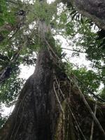 Fahrt auf den Fluss Cuyabeno 