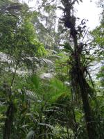 Fahrt auf den Fluss Cuyabeno 