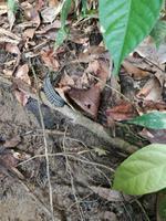 Spaziergang im Regenwald