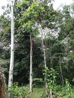 Fahrt auf den Fluss Cuyabeno 