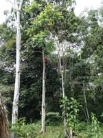 Fahrt auf den Fluss Cuyabeno 