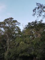 Fahrt auf den Fluss Cuyabeno 