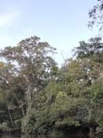 Fahrt auf den Fluss Cuyabeno 