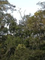 Fahrt auf den Fluss Cuyabeno 