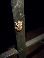 Tapir Lodge im Cuyabeno Reservat