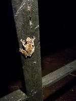 Tapir Lodge im Cuyabeno Reservat