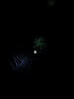 Nachtwanderung in der Nähe der Lodge