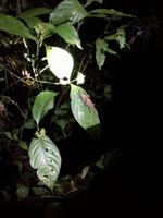 Nachtwanderung in der Nähe der Lodge