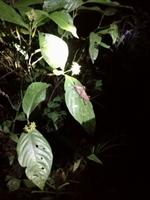 Nachtwanderung in der Nähe der Lodge