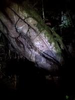 Nachtwanderung in der Nähe der Lodge