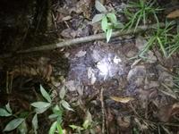 Nachtwanderung in der Nähe der Lodge