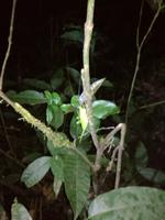 Nachtwanderung in der Nähe der Lodge