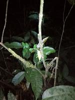 Nachtwanderung in der Nähe der Lodge