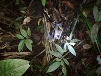 Nachtwanderung in der Nähe der Lodge