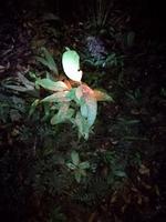 Nachtwanderung in der Nähe der Lodge