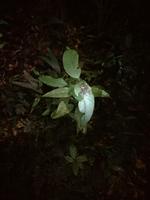 Nachtwanderung in der Nähe der Lodge