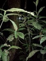 Nachtwanderung in der Nähe der Lodge