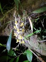 Nachtwanderung in der Nähe der Lodge