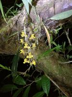 Nachtwanderung in der Nähe der Lodge