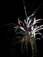 Nachtwanderung in der Nähe der Lodge