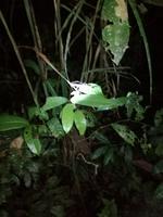 Nachtwanderung in der Nähe der Lodge