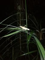 Nachtwanderung in der Nähe der Lodge