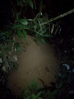 Nachtwanderung in der Nähe der Lodge